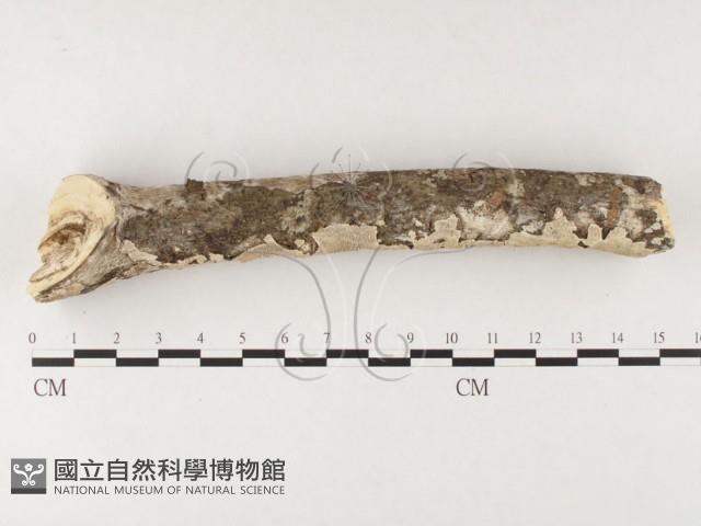齒耳菌屬藏品圖，第1張