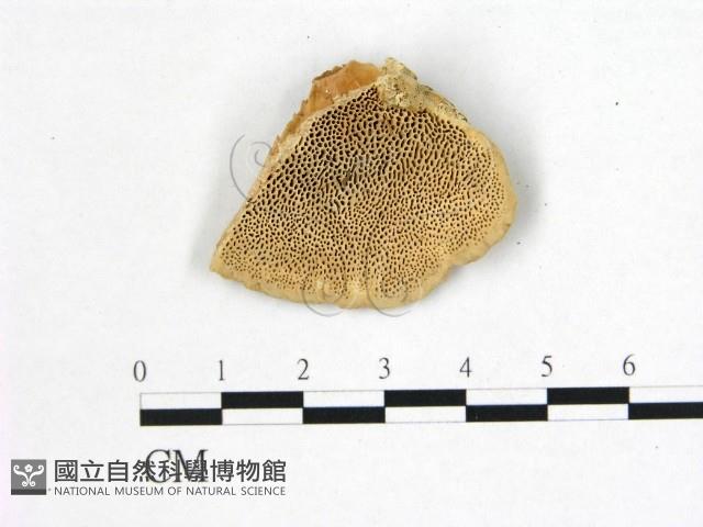 登錄號:F0006752藏品圖，第1張