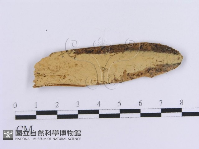登錄號:F0016752藏品圖，第1張