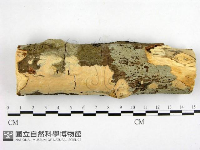 登錄號:F0021752藏品圖，第1張