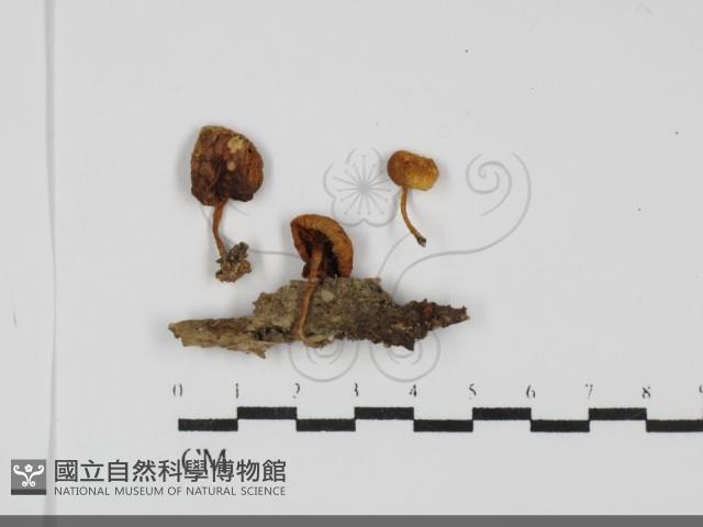 登錄號:F0031752藏品圖，第1張