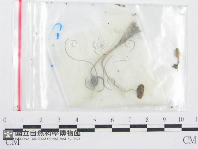 鬼傘屬藏品圖，第1張