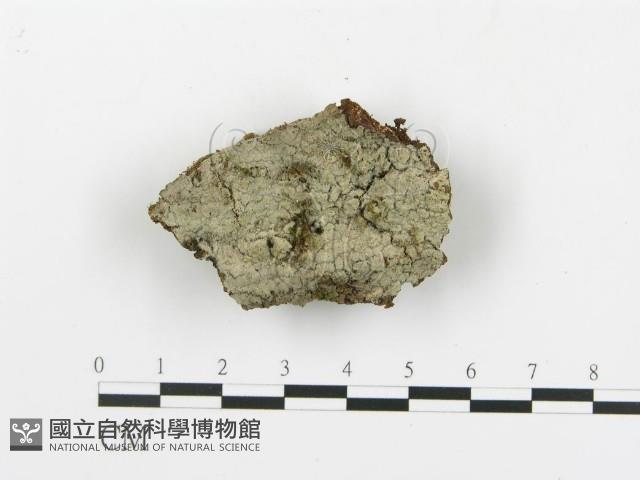 串擔革菌屬藏品圖，第1張