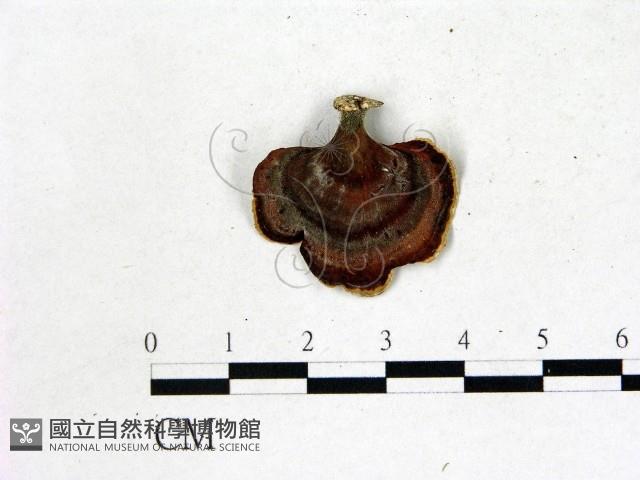 相鄰小孔菌藏品圖，第1張