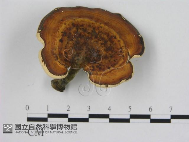 相鄰小孔菌藏品圖，第1張