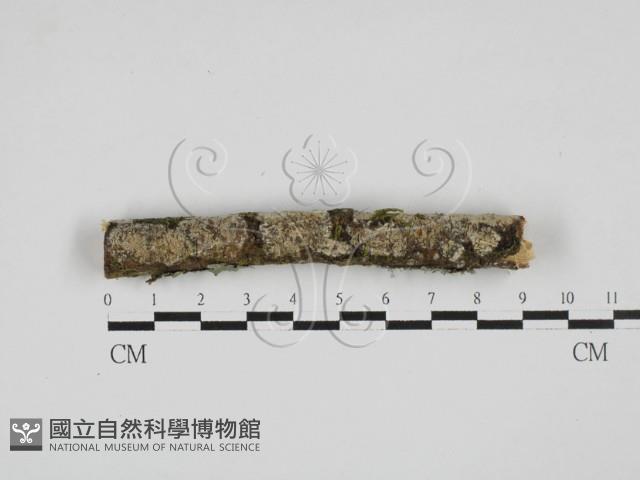 顯絲菌屬藏品圖，第1張