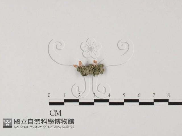 登錄號:F0025752藏品圖，第1張