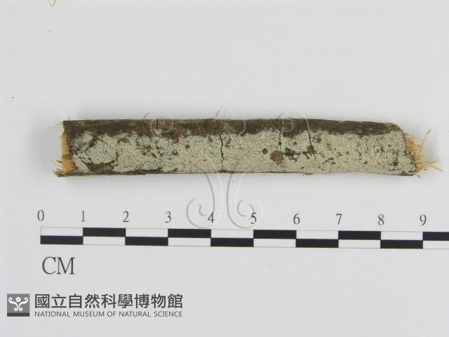 絲齒菌屬藏品圖，第1張