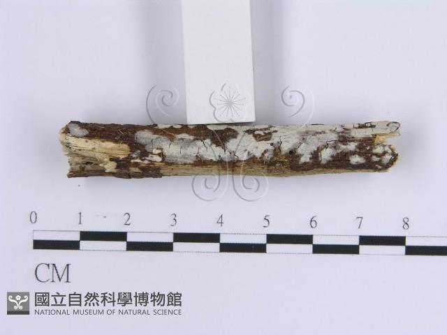 登錄號:F0013752藏品圖，第1張