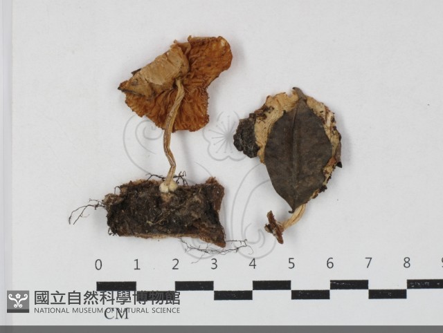 登錄號:F0033752藏品圖，第1張