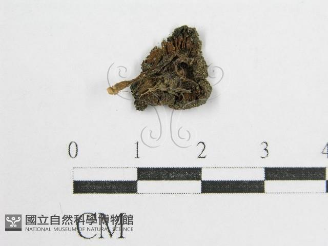 鬼傘屬藏品圖，第1張