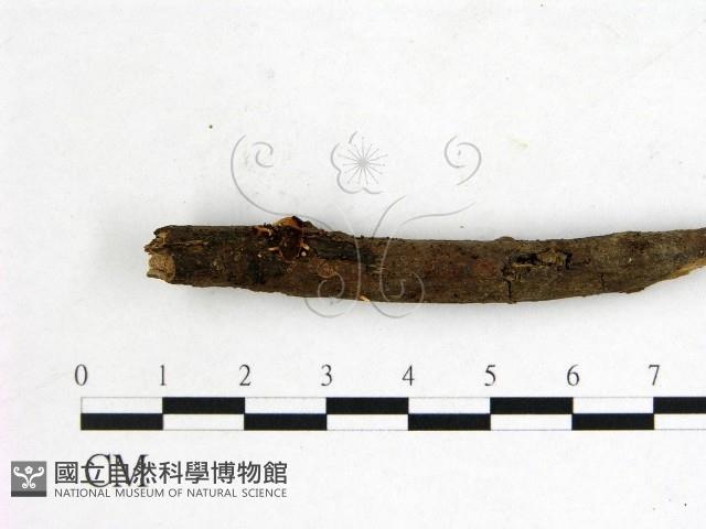 登錄號:F0000552藏品圖，第1張