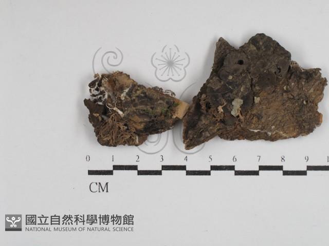 Accession Number:F0030552 Collection Image, Figure 1, Total 2 Figures