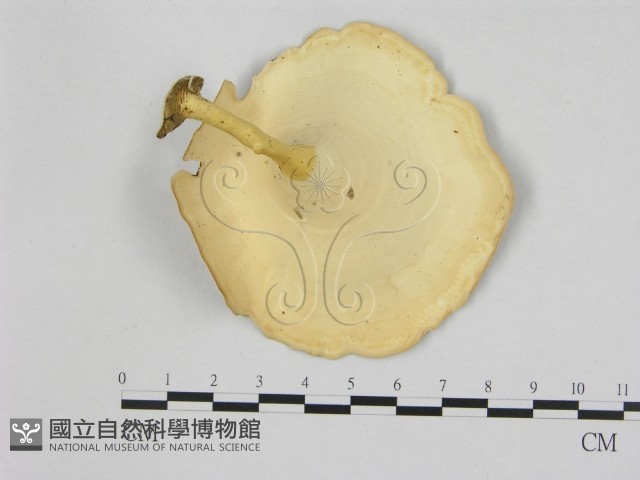 黄柄小孔菌藏品圖，第1張