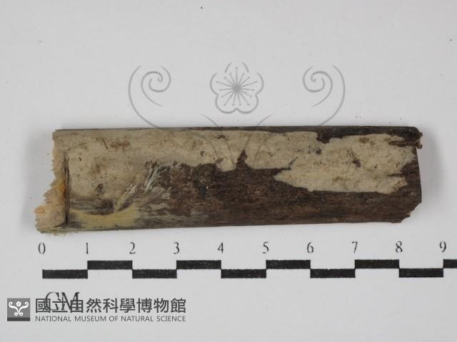 登錄號:F0001552藏品圖，第1張