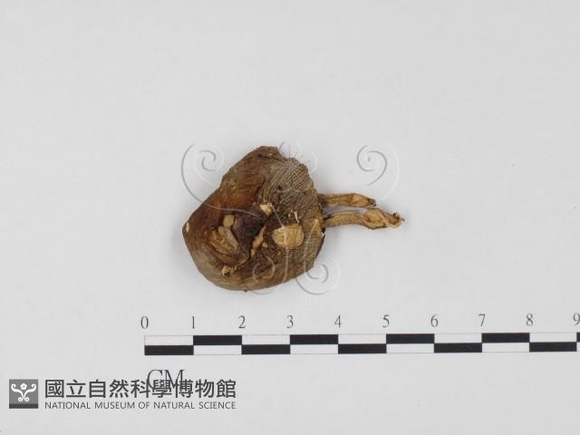 登錄號:F0024552藏品圖，第1張