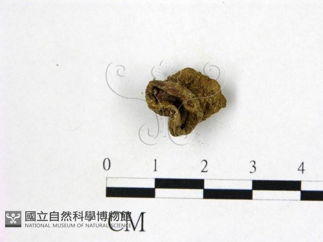 登錄號:F0004552藏品圖，第1張