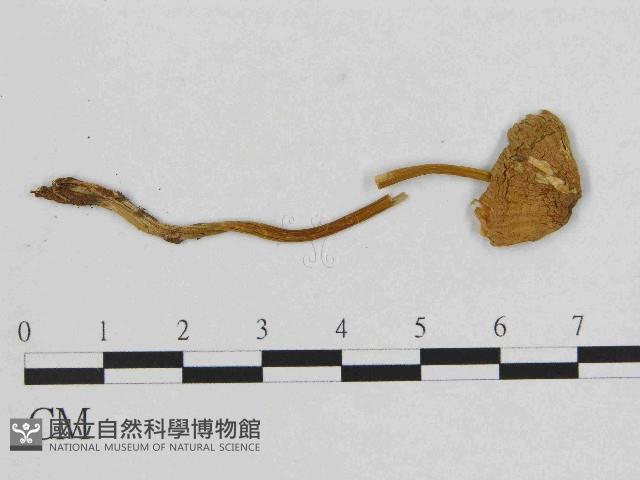 小菇屬藏品圖，第1張