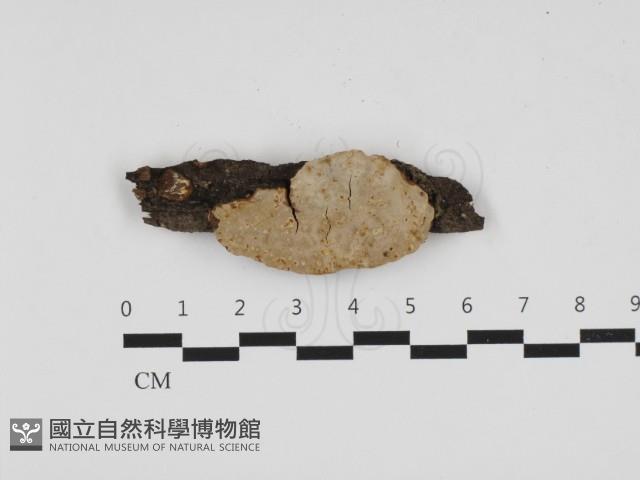 登錄號:F0032552藏品圖，第1張