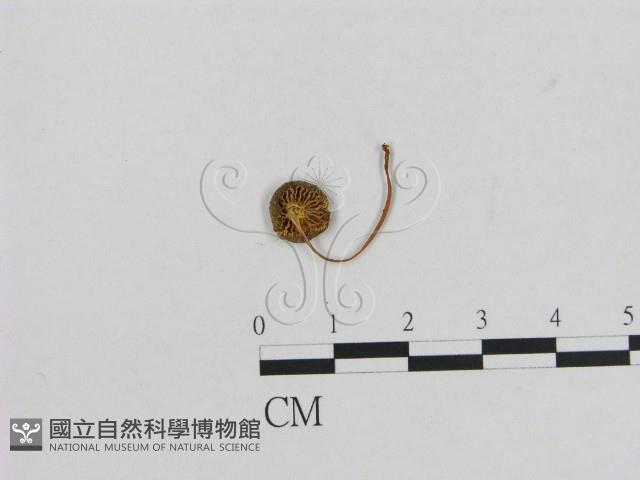 小菇屬藏品圖，第1張