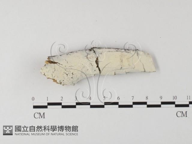 登錄號:F0025552藏品圖，第1張