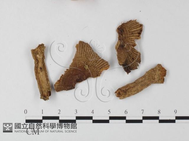 登錄號:F0005552藏品圖，第1張
