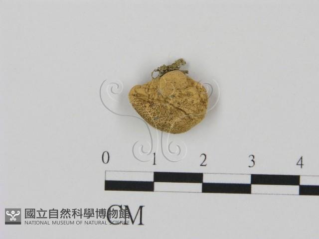 登錄號:F0003552藏品圖，第1張