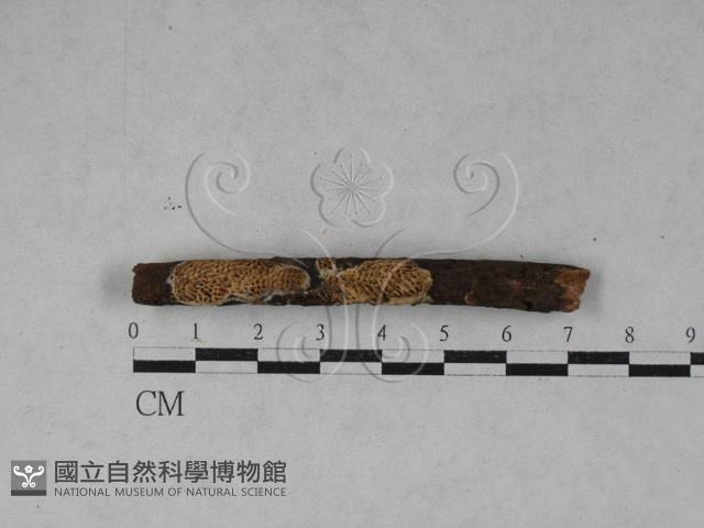 薄孔菌屬藏品圖，第1張