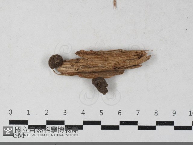 登錄號:F0033552藏品圖，第1張