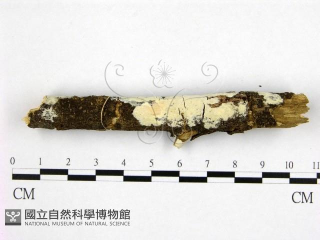 登錄號:F0008152藏品圖，第1張