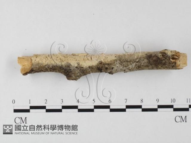 登錄號:F0020152藏品圖，第1張
