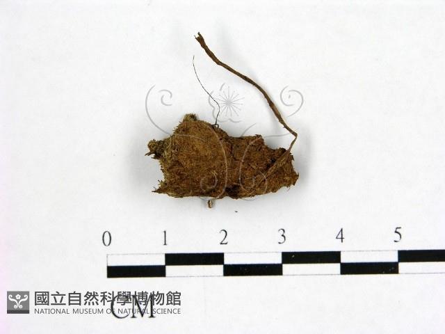 登錄號:F0000152藏品圖，第1張