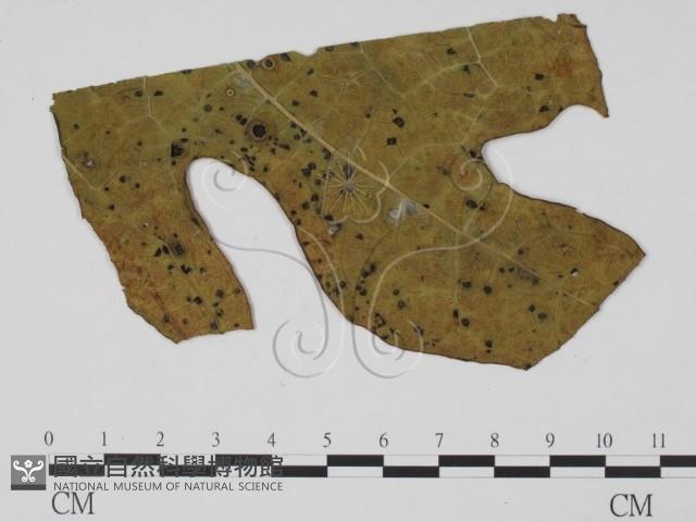 登錄號:F0010152藏品圖，第1張