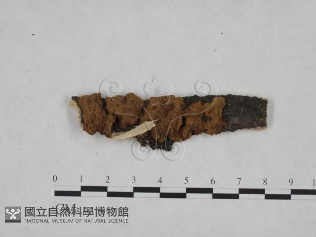 登錄號:F0006152藏品圖，第1張