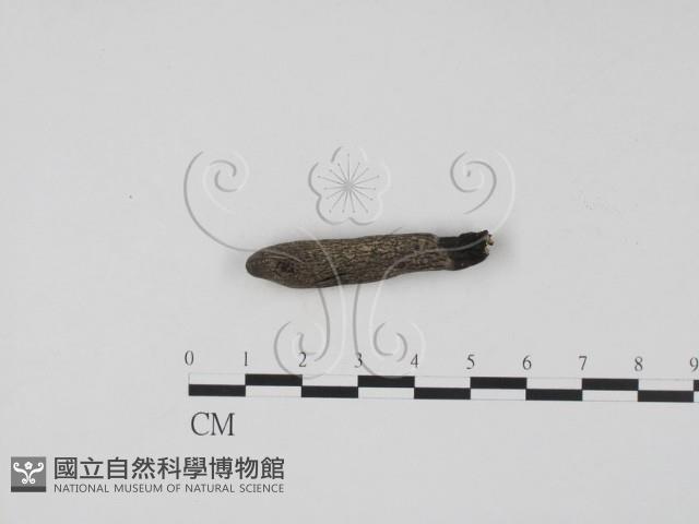 登錄號:F0001152藏品圖，第1張