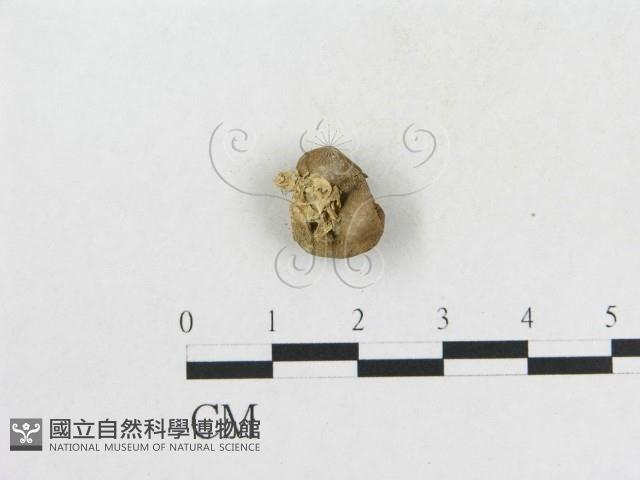 登錄號:F0011152藏品圖，第1張