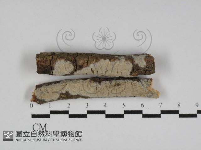 登錄號:F0031152藏品圖，第1張