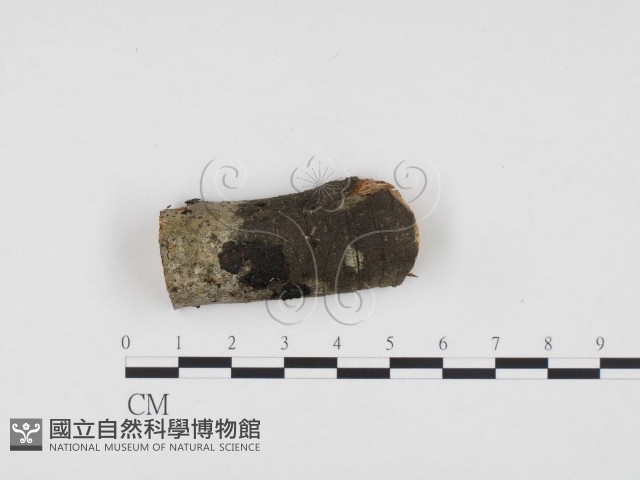 登錄號:F0024152藏品圖，第1張