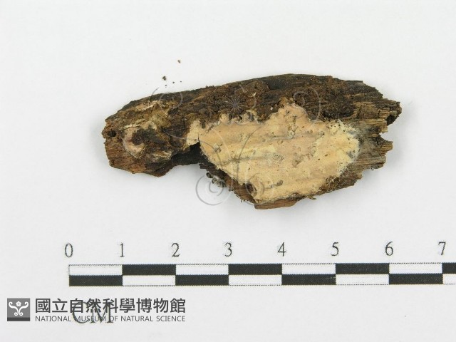 登錄號:F0004152藏品圖，第1張