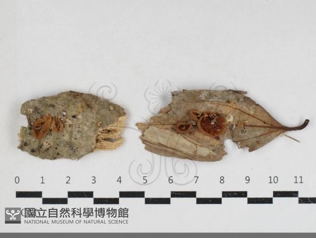 登錄號:F0034152藏品圖，第1張