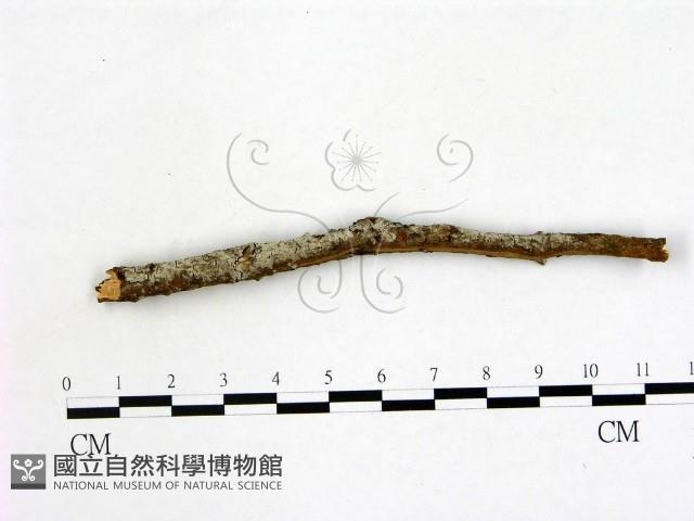 登錄號:F0022152藏品圖，第1張