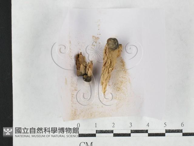 登錄號:F0027152藏品圖，第1張