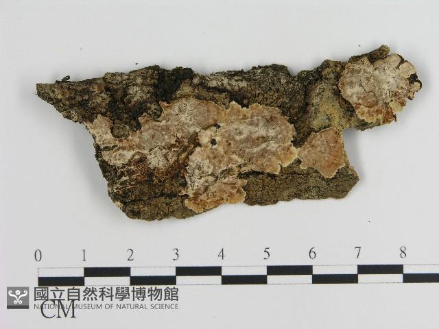 刺皮菌屬藏品圖，第1張