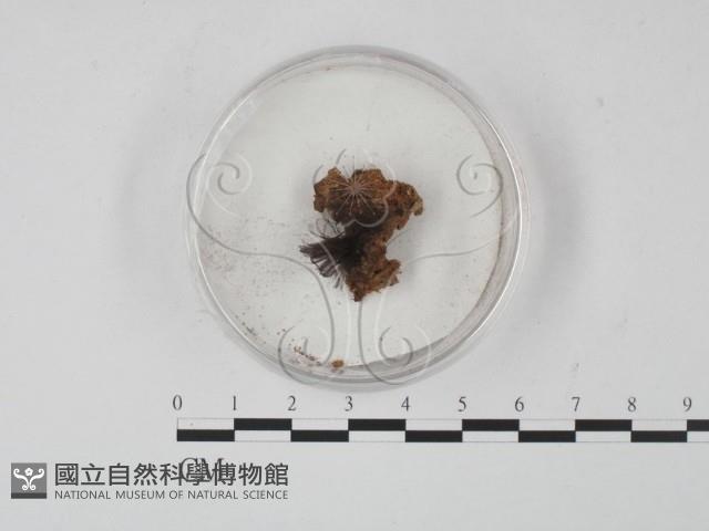 登錄號:F0005152藏品圖，第1張