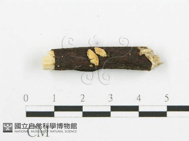 登錄號:F0009152藏品圖，第1張