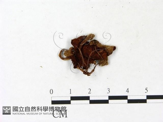 登錄號:F0023152藏品圖，第1張