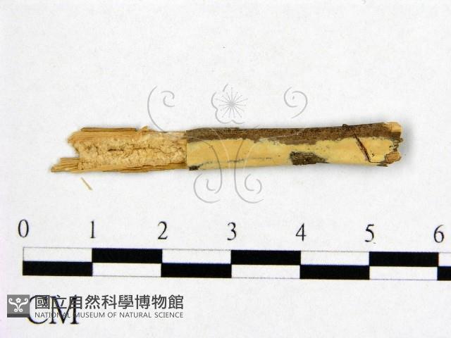 登錄號:F0003152藏品圖，第1張