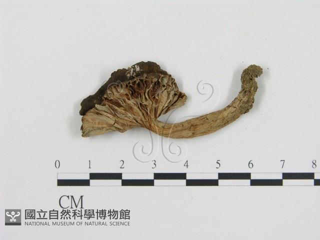 登錄號:F0013152藏品圖，第1張