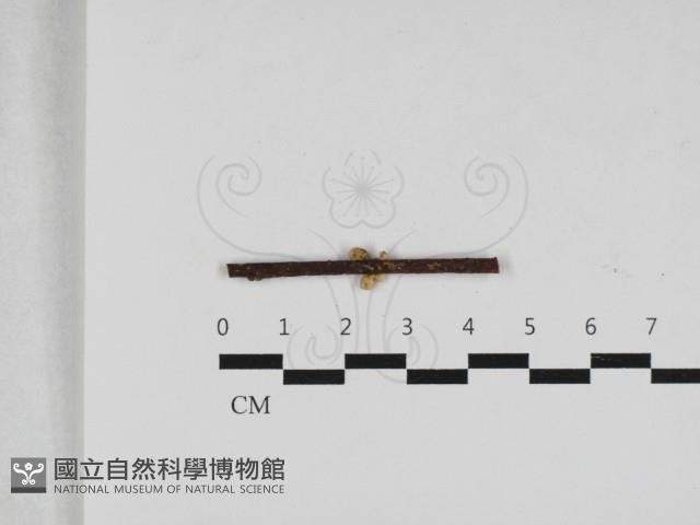 小菇屬藏品圖，第1張