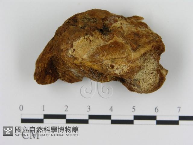 登錄號:F0008052藏品圖，第1張